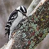 Woodpecker On A Mossy Tree_DSCF01262